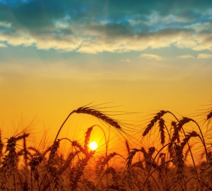 wheat-sunset