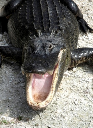Alligator_mississippiensis_yawn_2